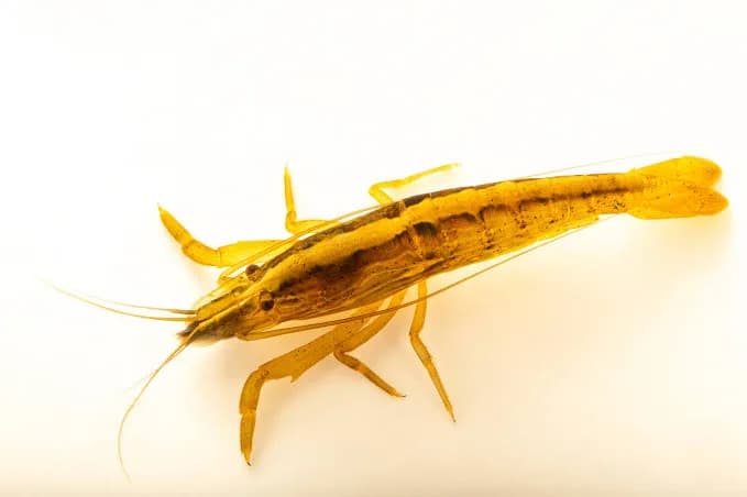 Low grade bamboo shrimp