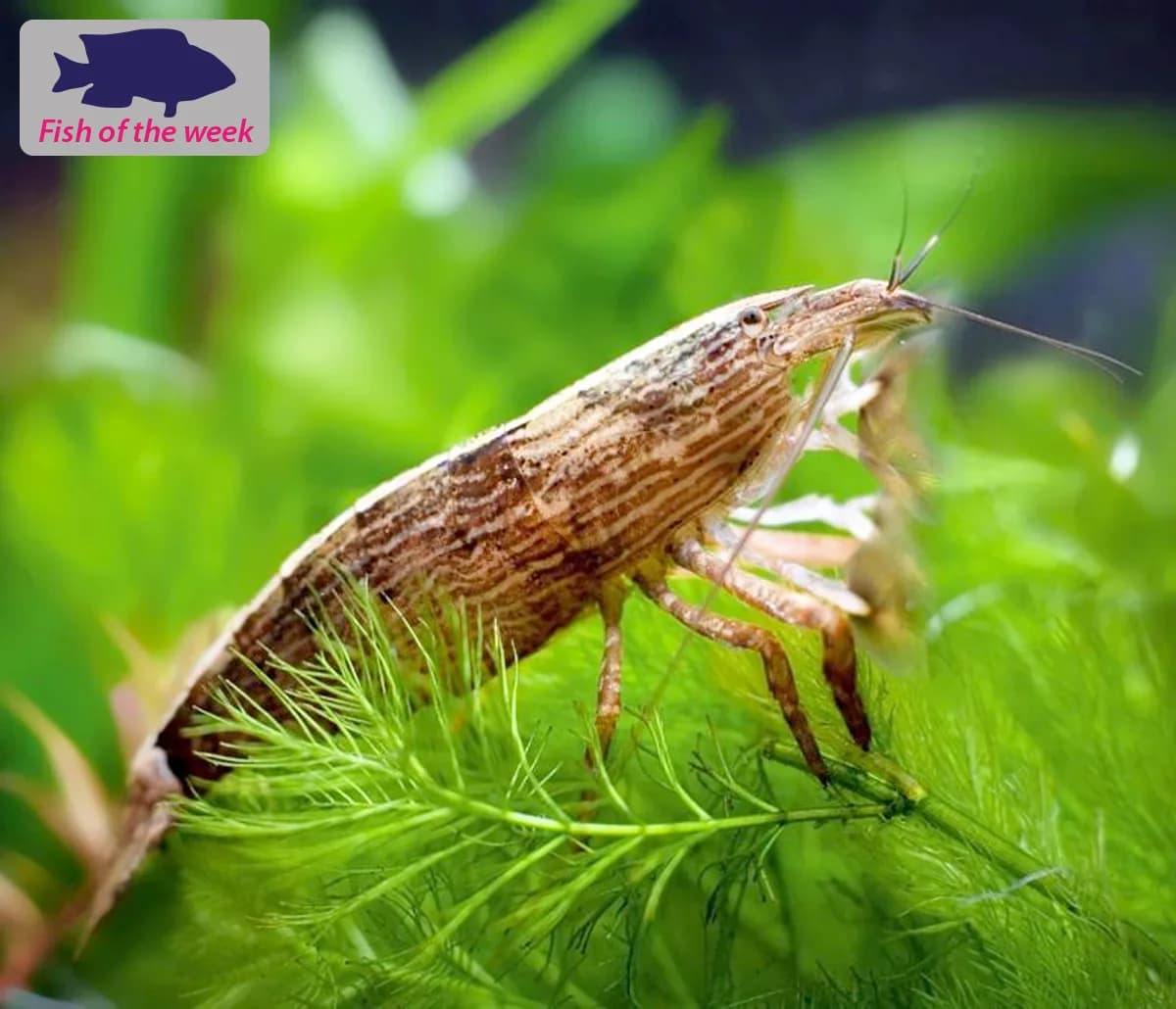 High grade bamboo shrimp